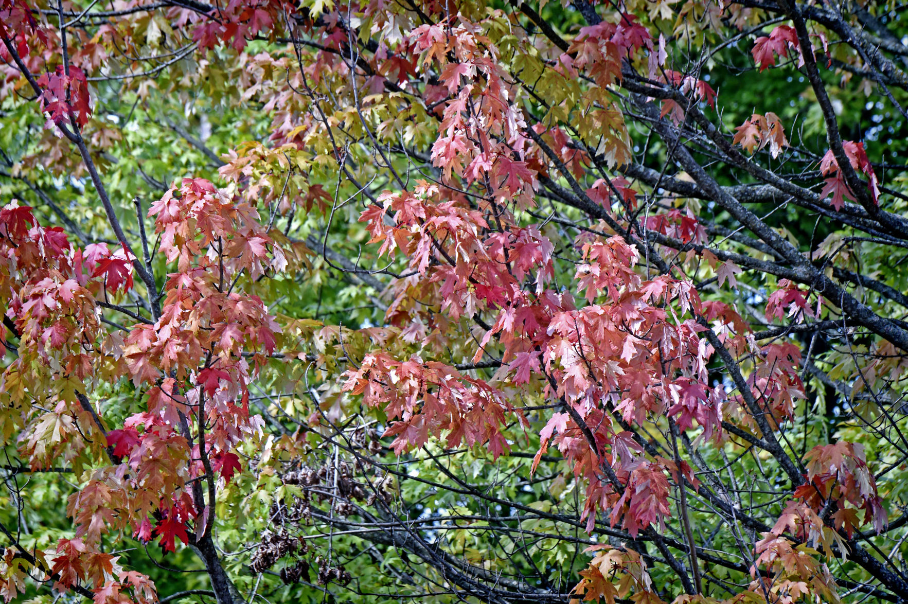 Fall Foliage